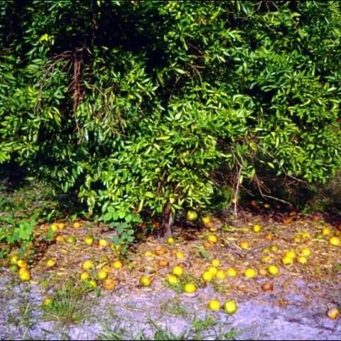 thumbnail for publication: Citrus Problems in the Home Landscape